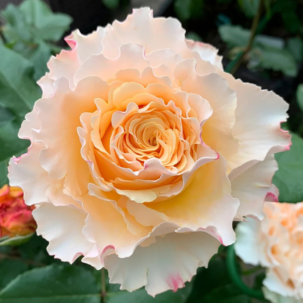 La Campanella Japanese Florist Shrub Rose