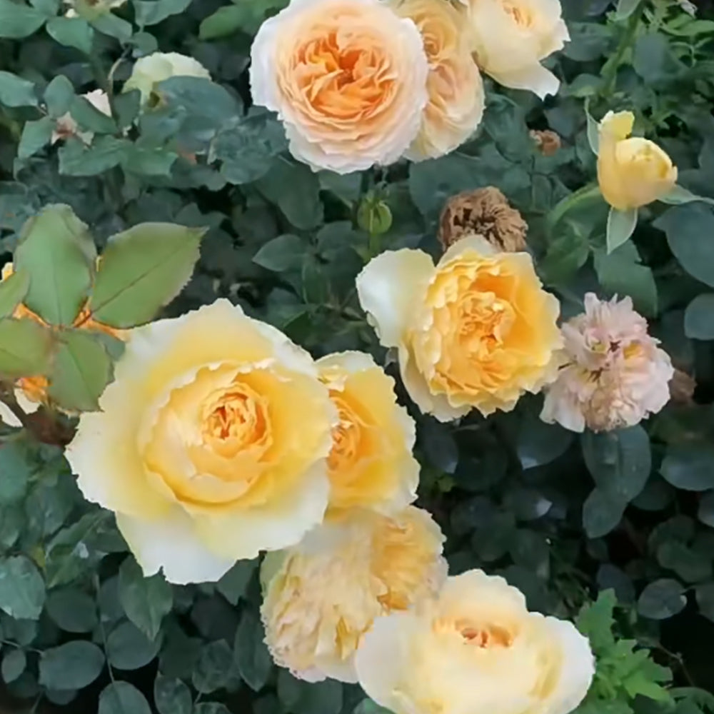 La Campanella Japanese Florist Shrub Rose