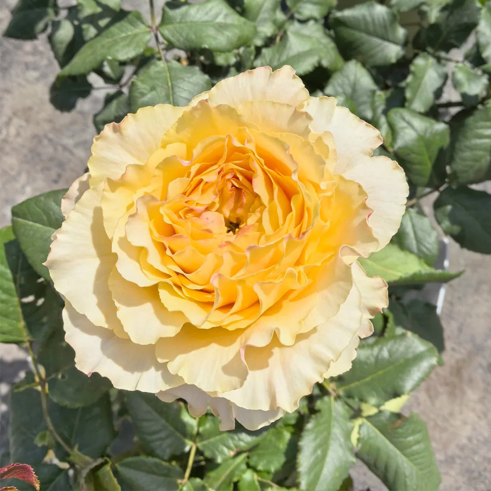 La Campanella Japanese Florist Shrub Rose
