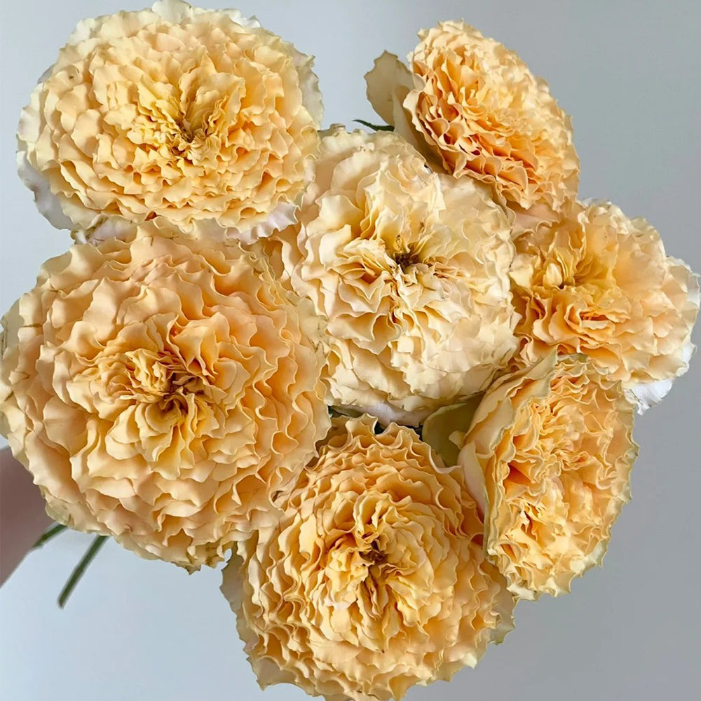 La Campanella Japanese Florist Shrub Rose