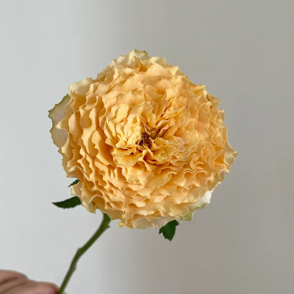 La Campanella Japanese Florist Shrub Rose