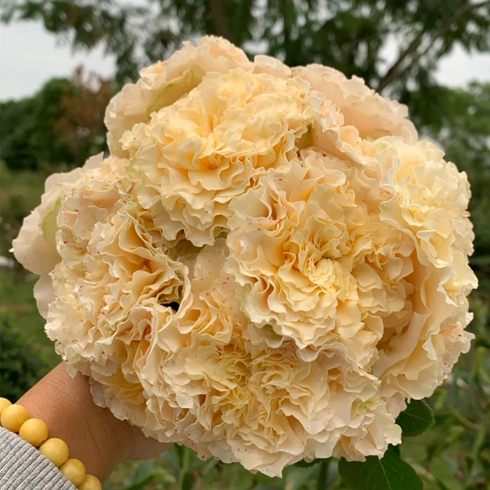 La Campanella Japanese Florist Shrub Rose