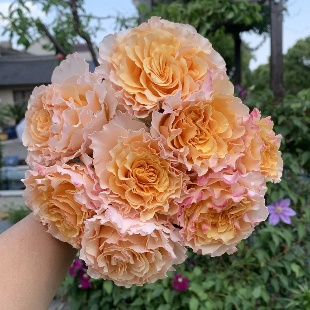 La Campanella Japanese Florist Shrub Rose Bush For Sale