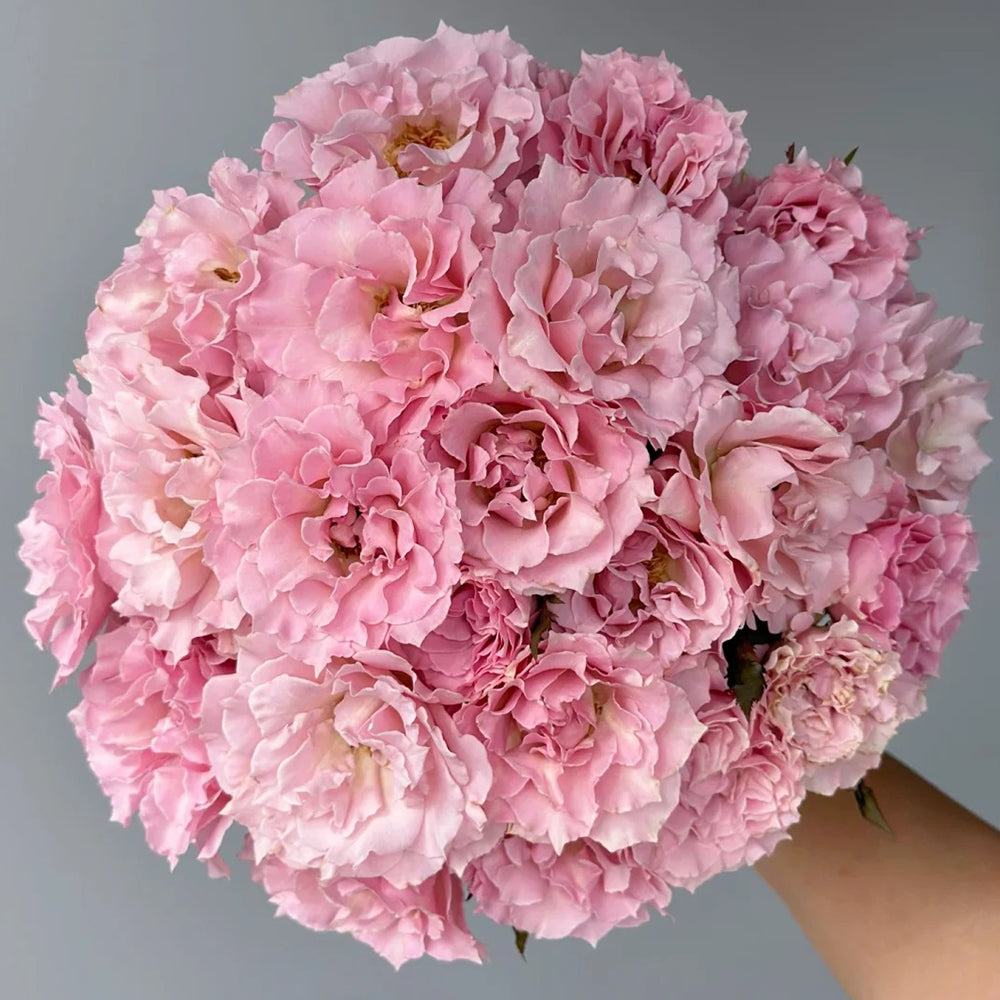 La Mariee Japanese Florist Shrub Rose – Highgarden Roses