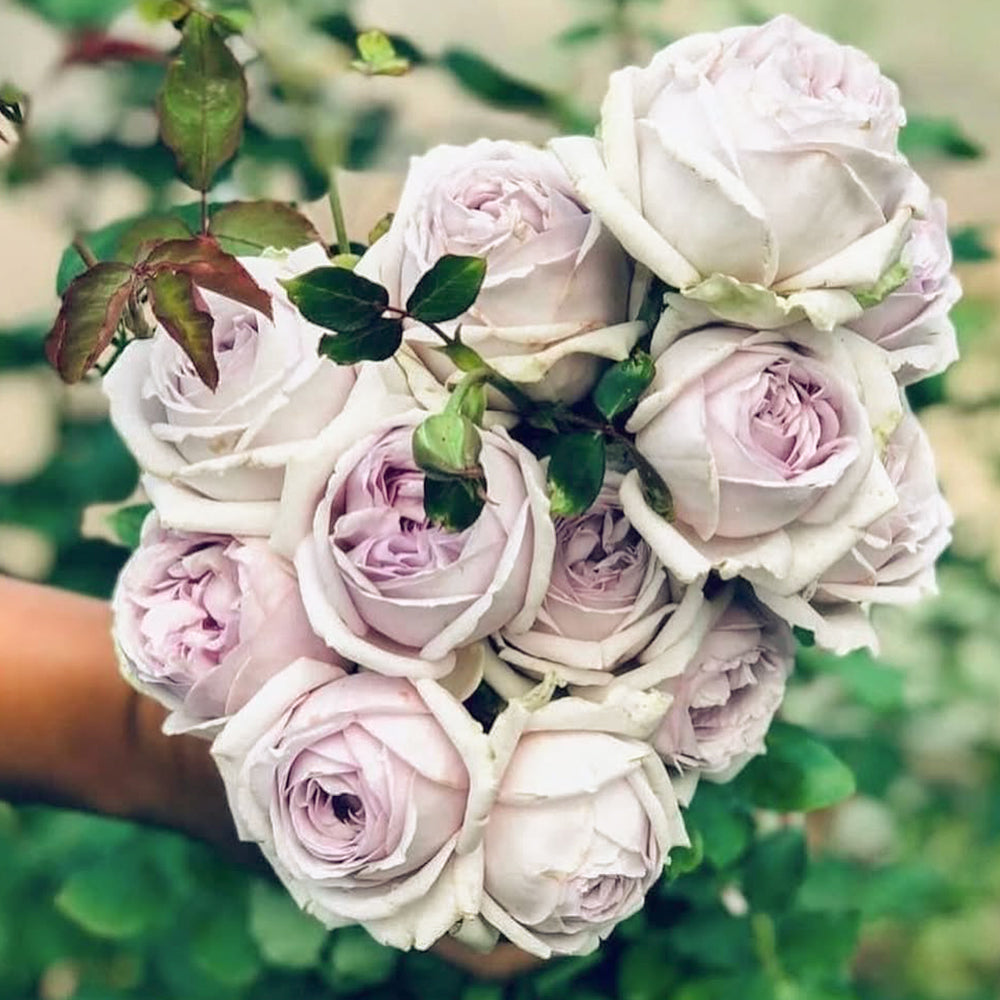 La Mer Japanese Florist Shrub Rose – Highgarden Roses