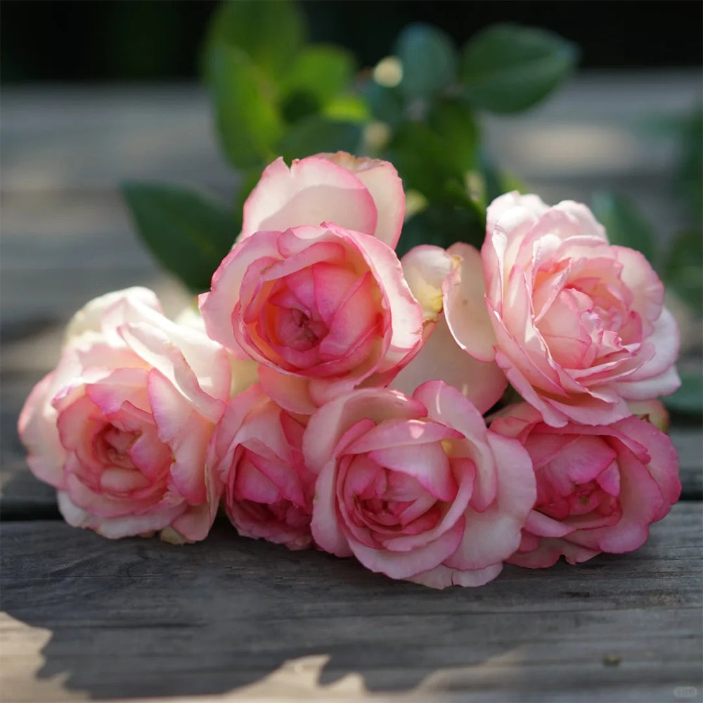 La Rose Optimiste French Florist Hybrid Tea Rose
