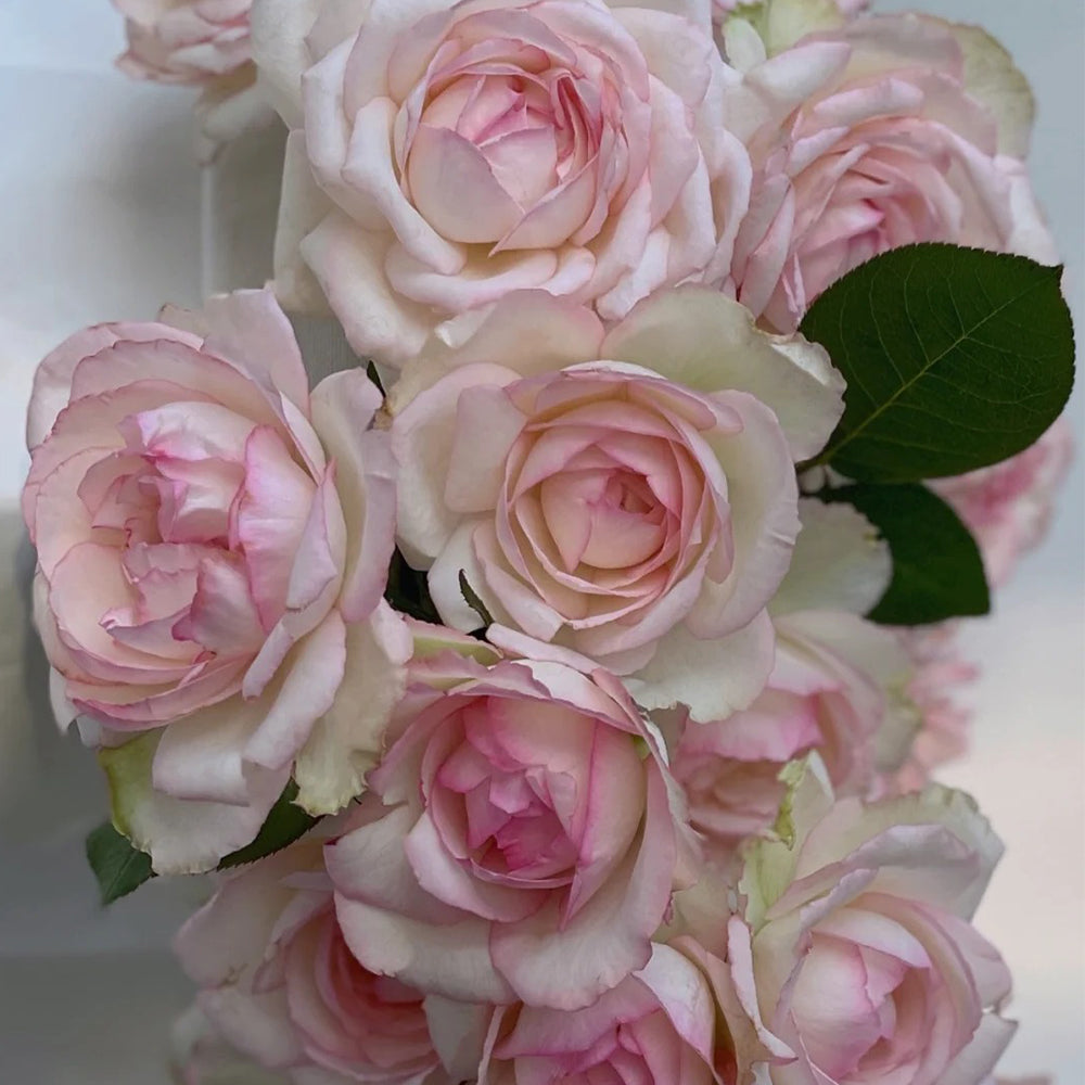 La Rose Optimiste French Florist Hybrid Tea Rose