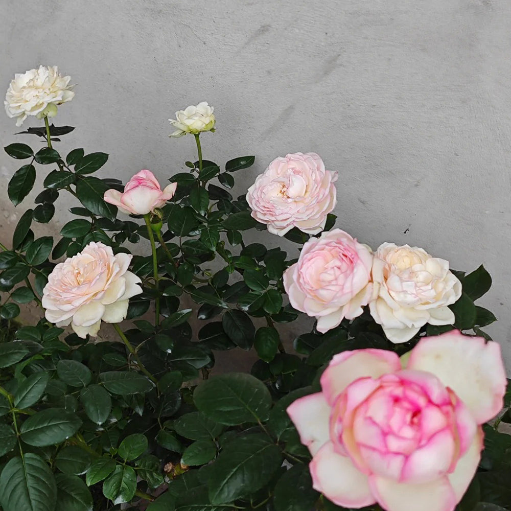La Rose Optimiste French Florist Hybrid Tea Rose