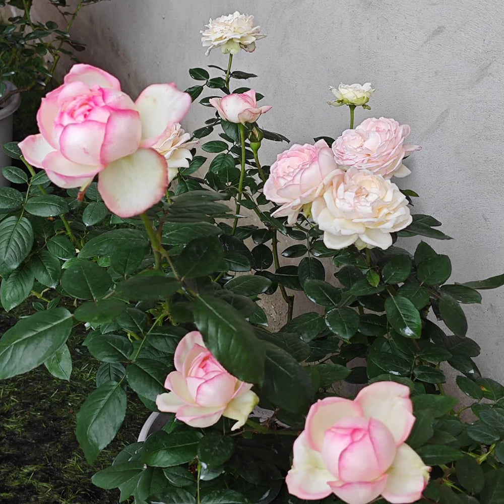 La Rose Optimiste French Florist Hybrid Tea Rose