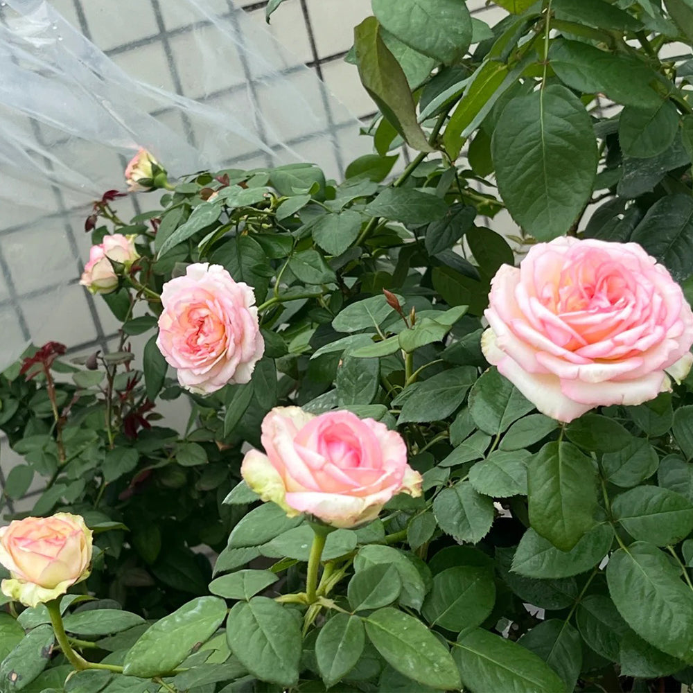 La Rose Optimiste French Florist Hybrid Tea Rose
