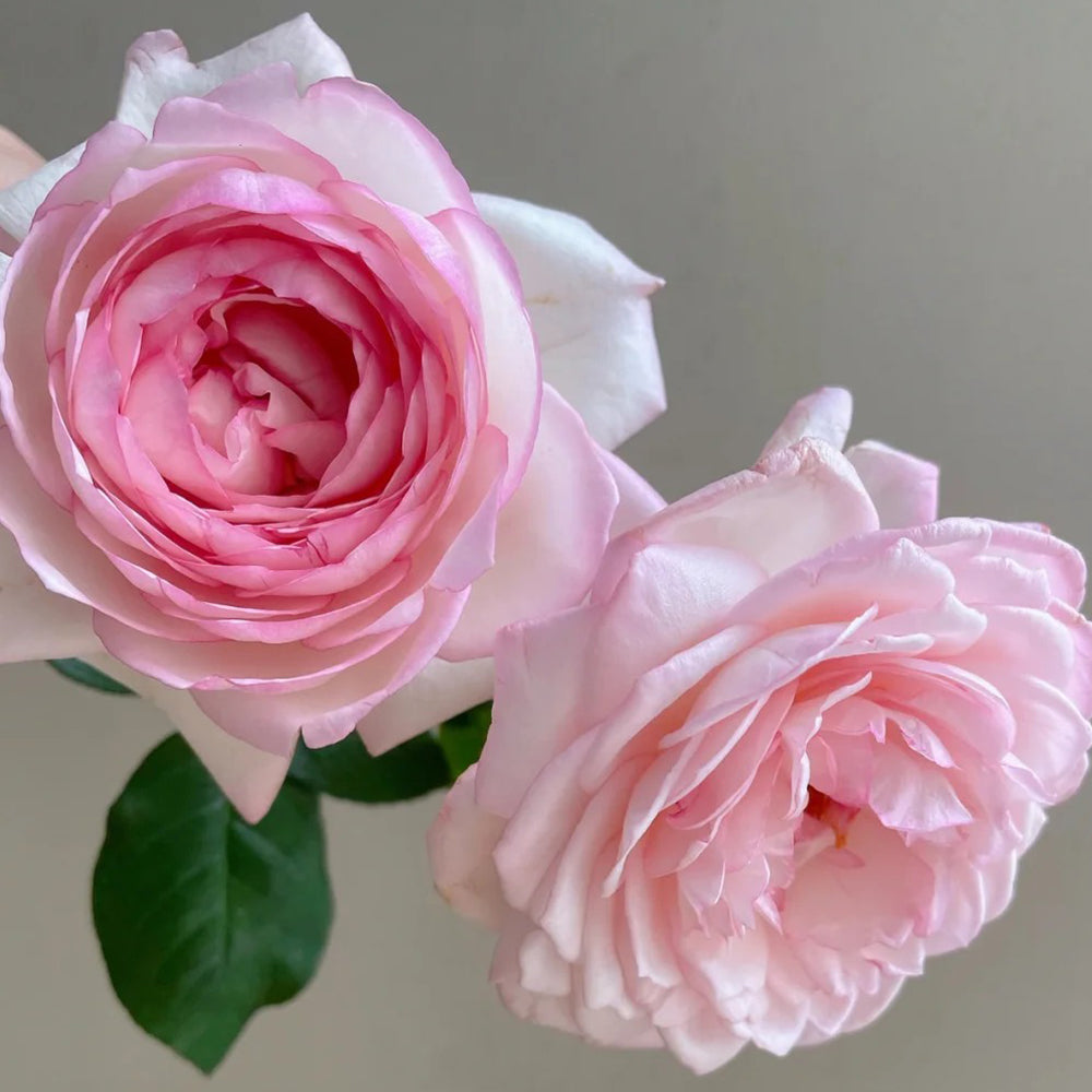 La Rose Optimiste French Florist Hybrid Tea Rose