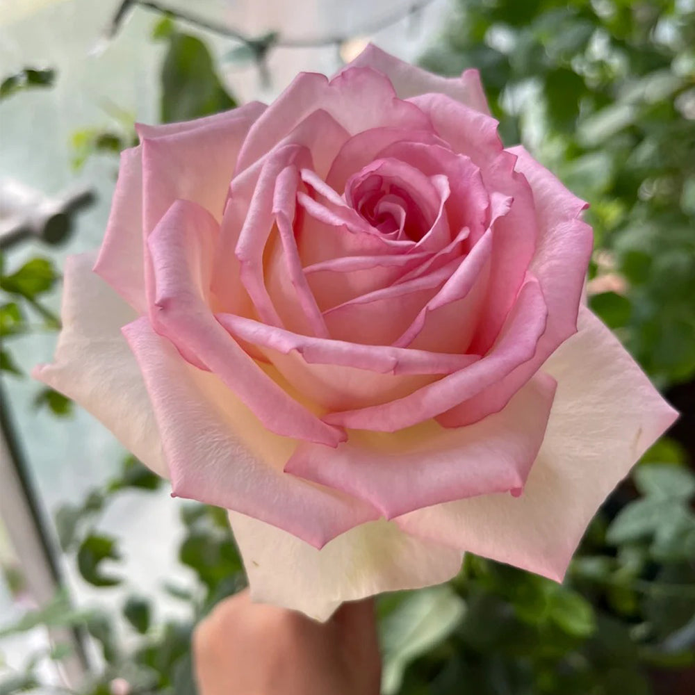 La Rose Optimiste French Florist Hybrid Tea Rose