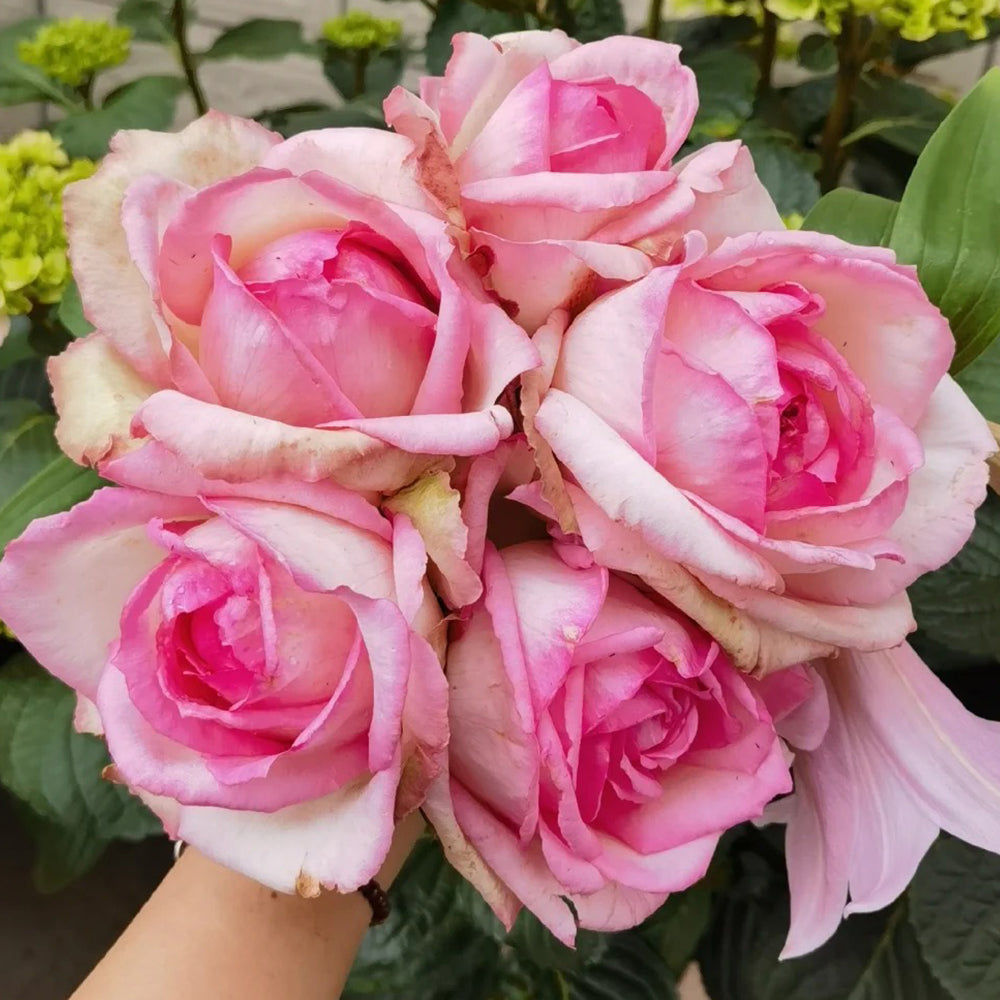 La Rose Optimiste French Florist Hybrid Tea Rose