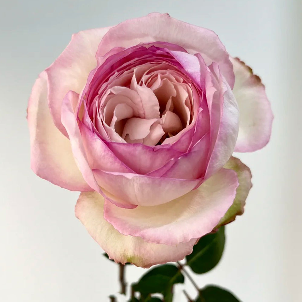 La Rose Optimiste French Florist Hybrid Tea Rose