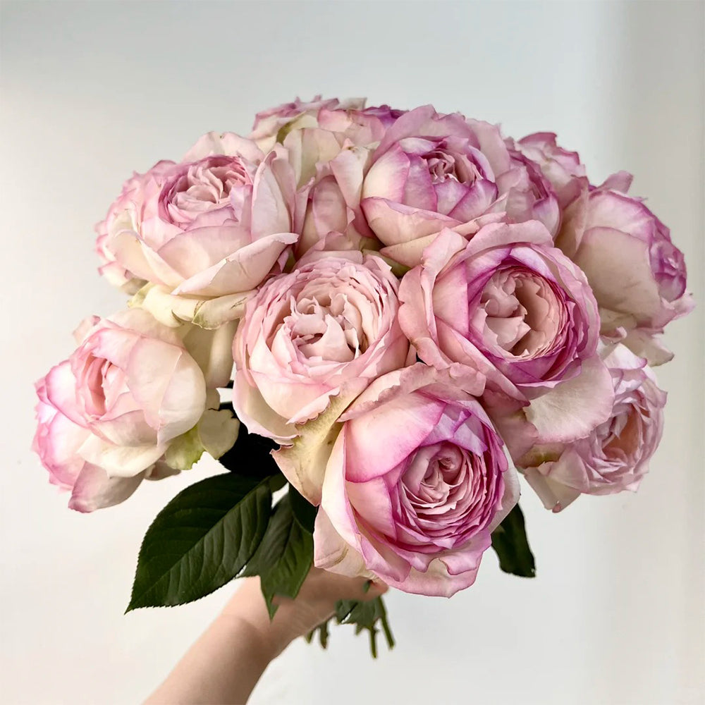 La Rose Optimiste French Florist Hybrid Tea Rose
