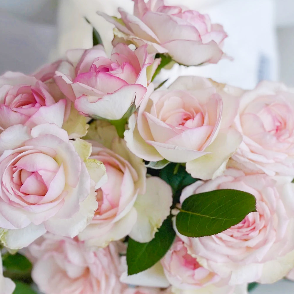 La Rose Optimiste French Florist Hybrid Tea Rose
