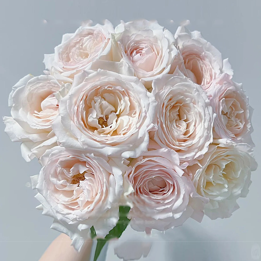 La Sauvagine Terre et Passion French Florist Shrub Rose
