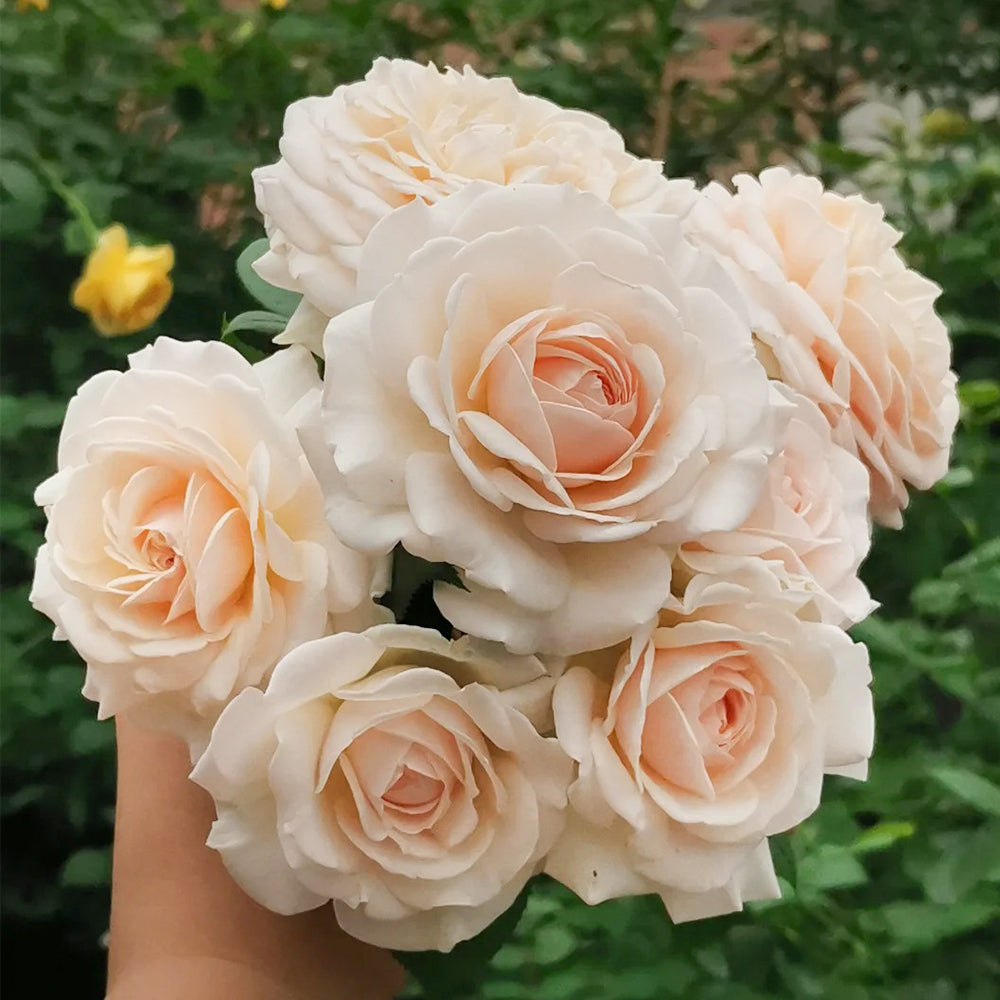 La Sauvagine Terre et Passion French Florist Shrub Rose