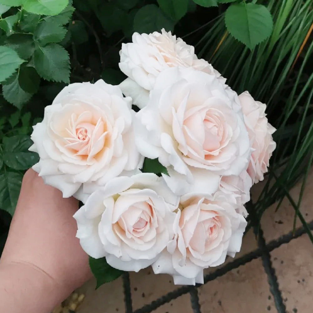 La Sauvagine Terre et Passion French Florist Shrub Rose