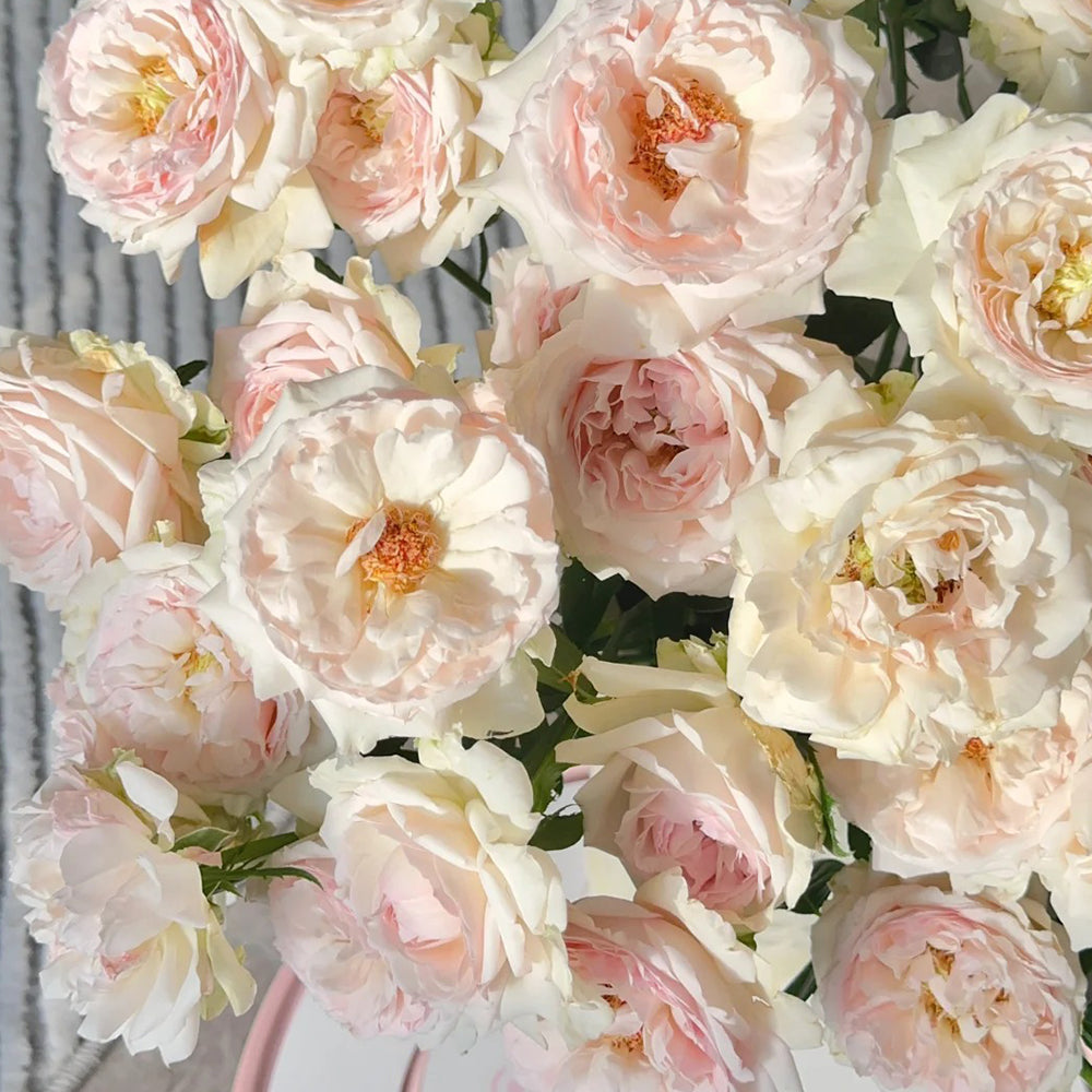 La Sauvagine Terre et Passion French Florist Shrub Rose