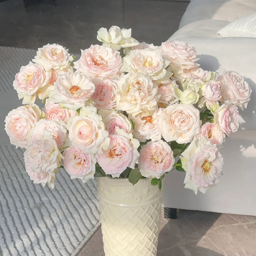 La Sauvagine Terre et Passion French Florist Shrub Rose