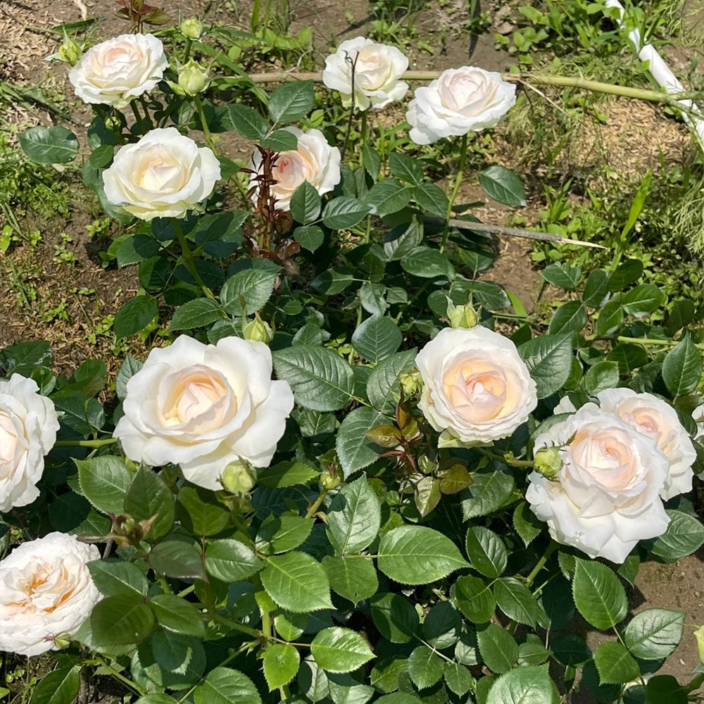 La Sauvagine Terre et Passion French Florist Shrub Rose