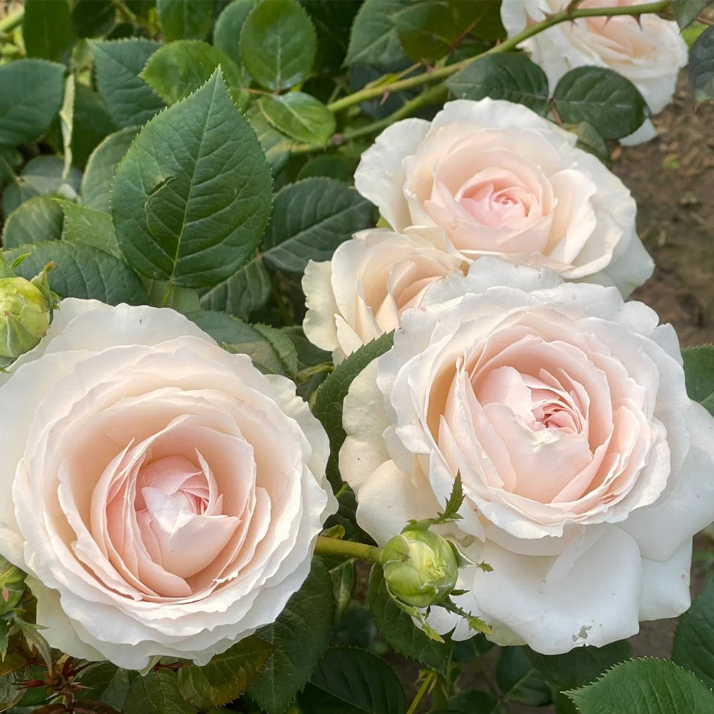 La Sauvagine Terre et Passion French Florist Shrub Rose