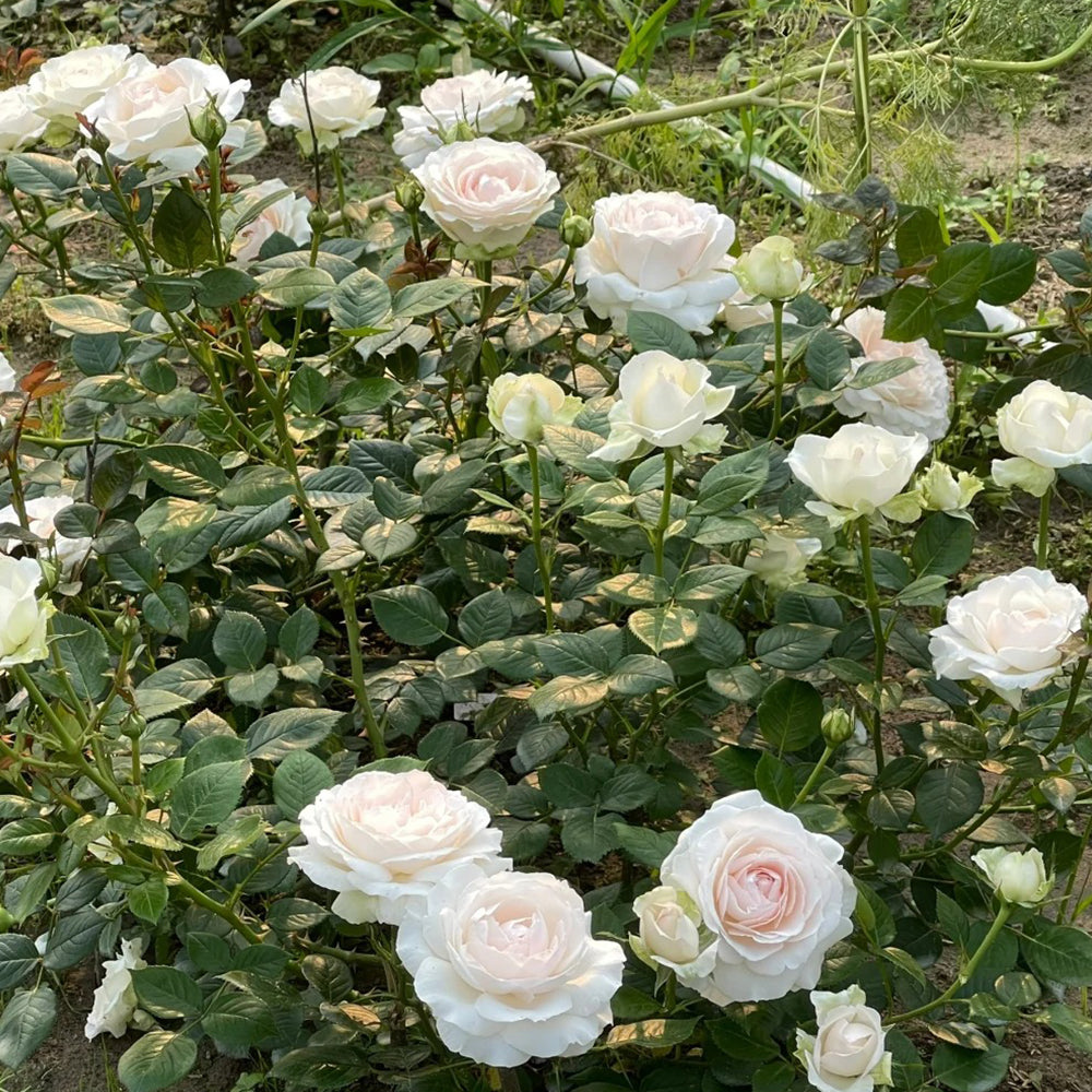 La Sauvagine Terre et Passion French Florist Shrub Rose