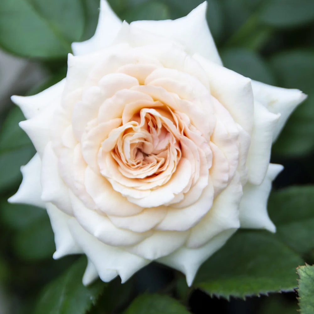 La Sauvagine Terre et Passion French Florist Shrub Rose