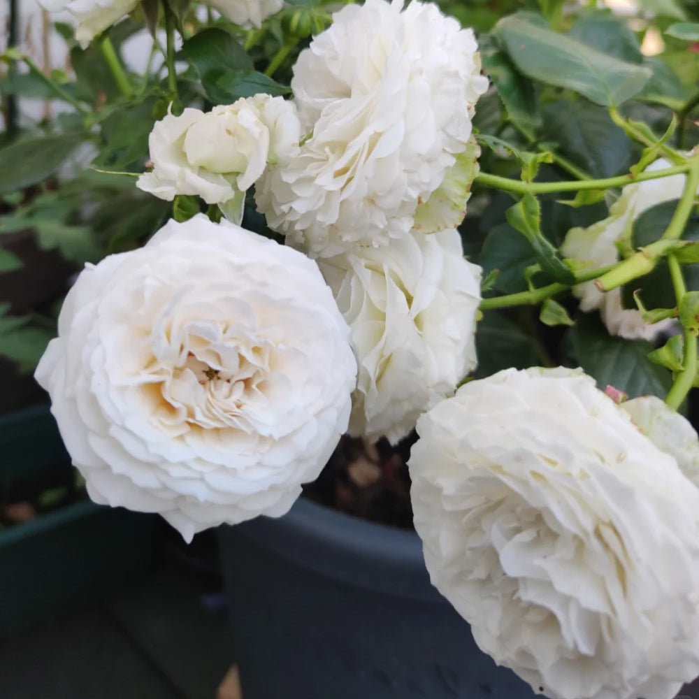 La Sauvagine Terre et Passion French Florist Shrub Rose
