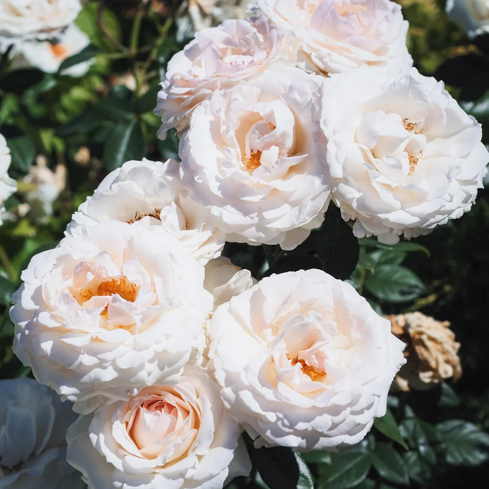 La Sauvagine Terre et Passion French Florist Shrub Rose