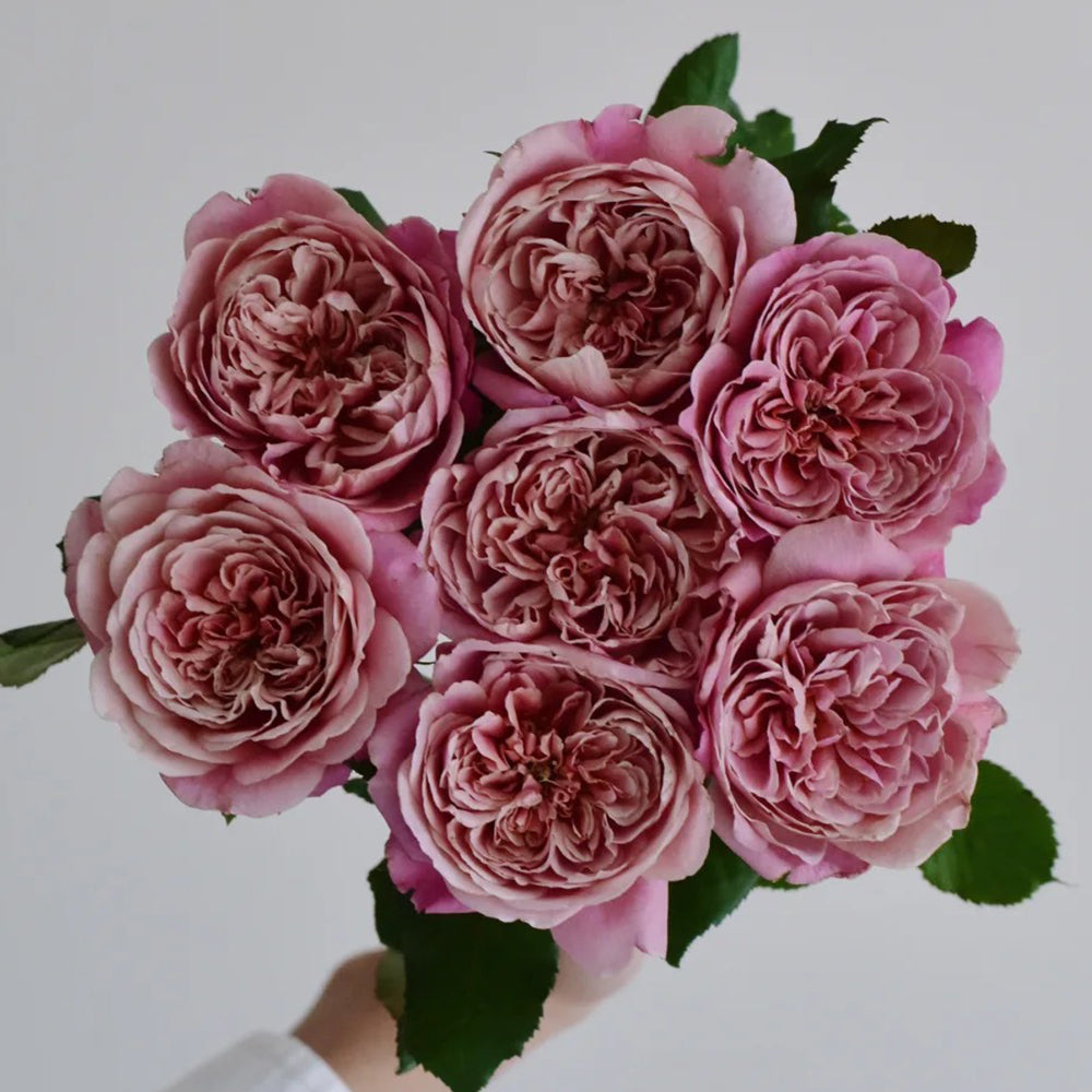 La Terrasse French Florist Shrub Rose Bush For Sale