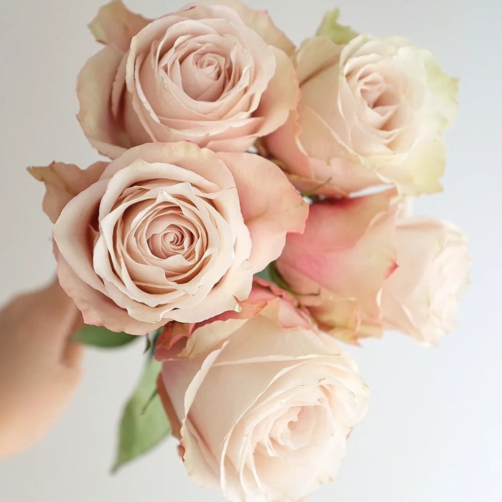 Lady Eva Dutch Florist Shrub Rose