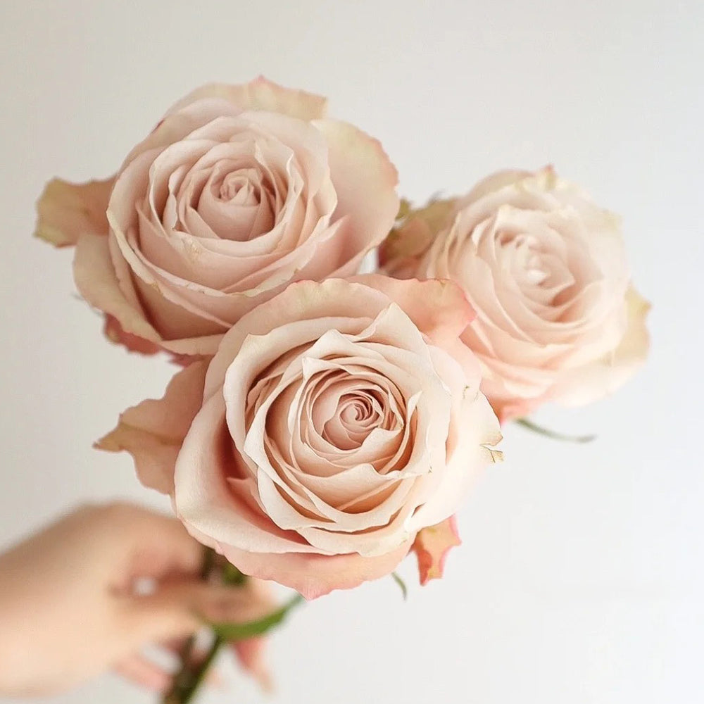 Lady Eva Dutch Florist Shrub Rose