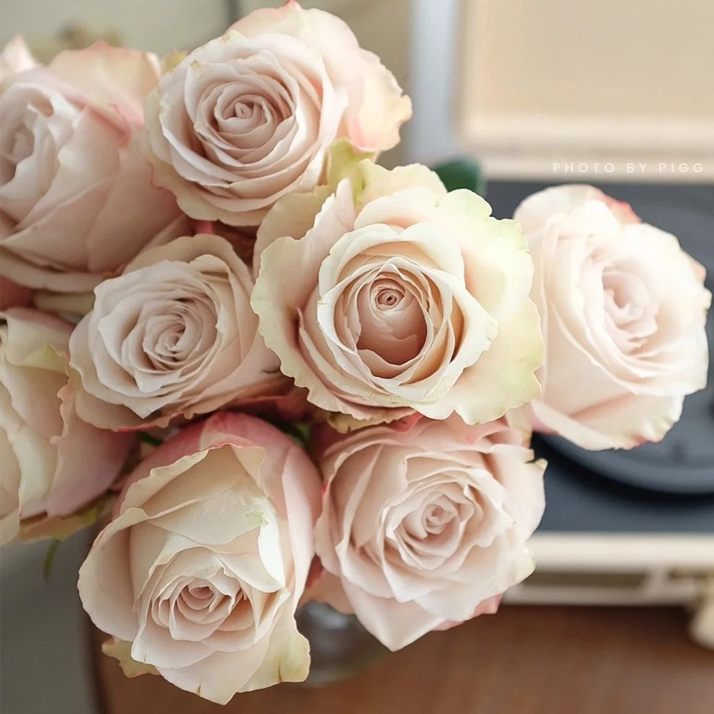 Lady Eva Dutch Florist Shrub Rose