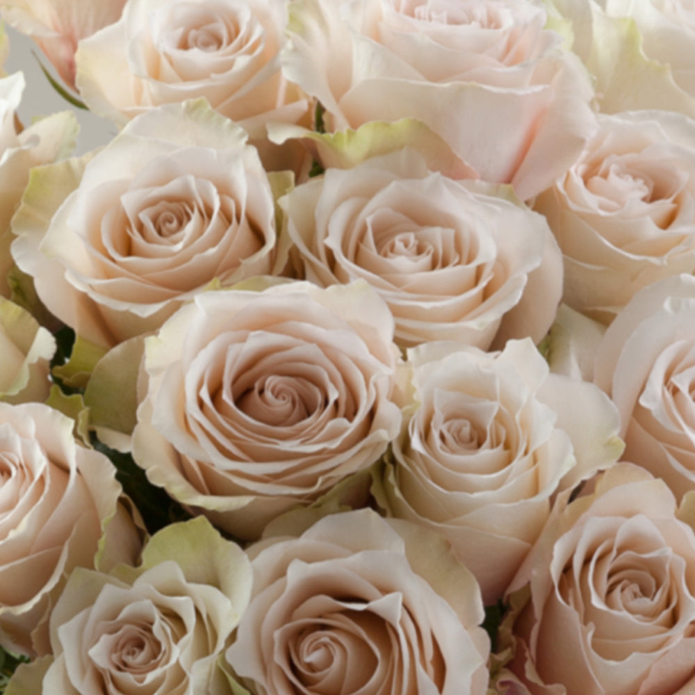 Lady Eva Dutch Florist Shrub Rose