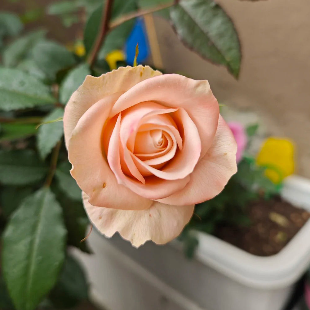 Lady Eva Dutch Florist Shrub Rose