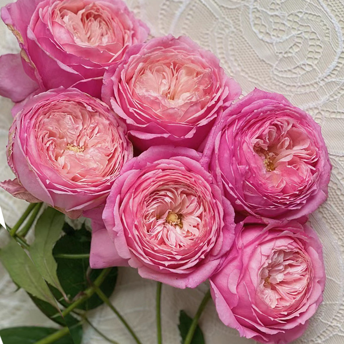 Lady Heirloom Florist Shrub Rose