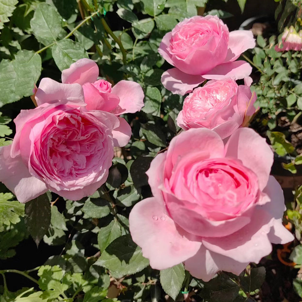 Lady Heirloom Florist Shrub Rose