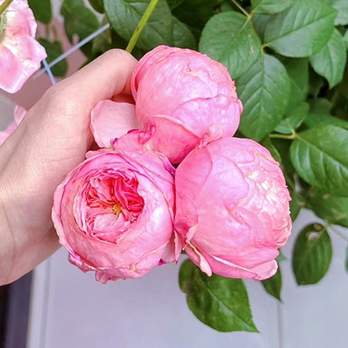Lady Heirloom Florist Shrub Rose