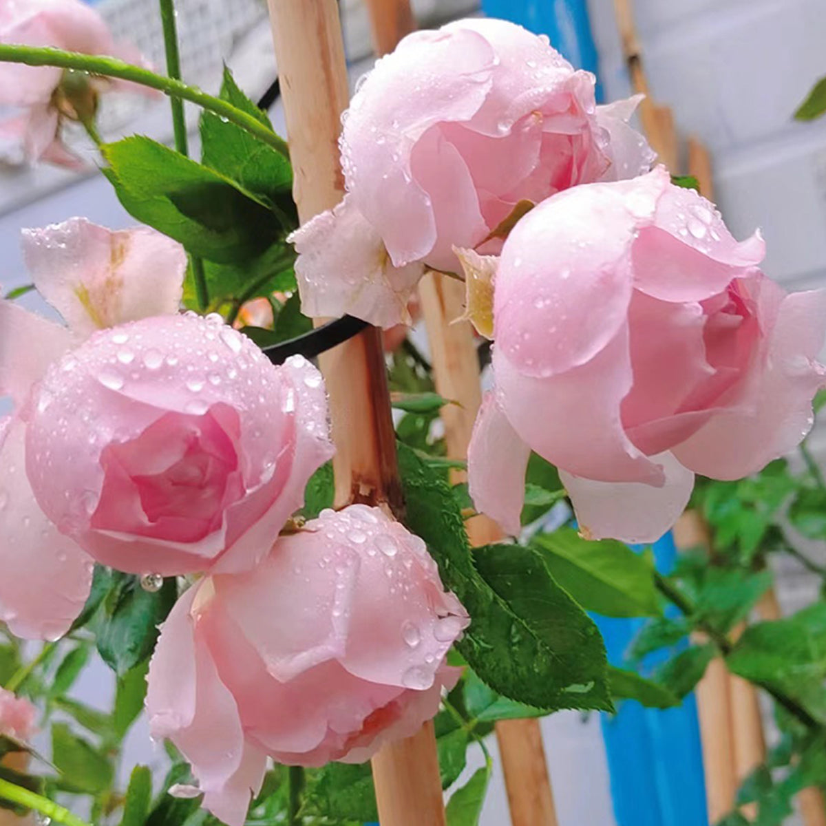 Lady Heirloom Florist Shrub Rose