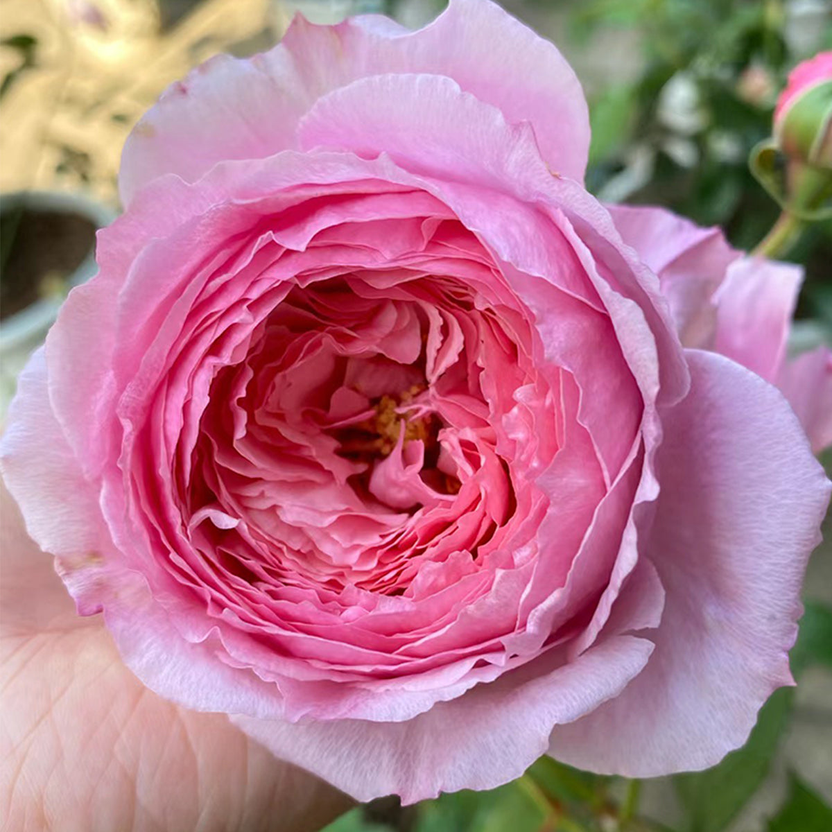 Lady Heirloom Florist Shrub Rose