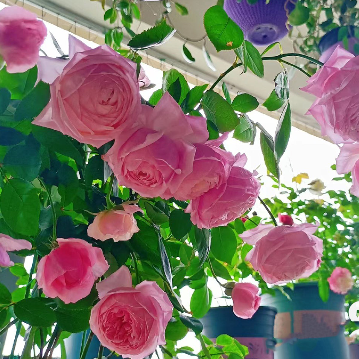 Lady Heirloom Florist Shrub Rose