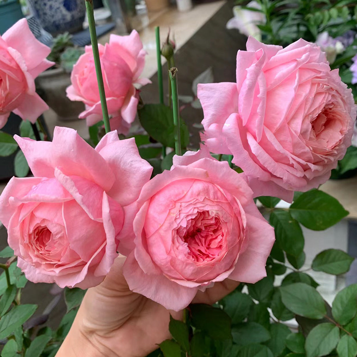 Lady Heirloom Florist Shrub Rose
