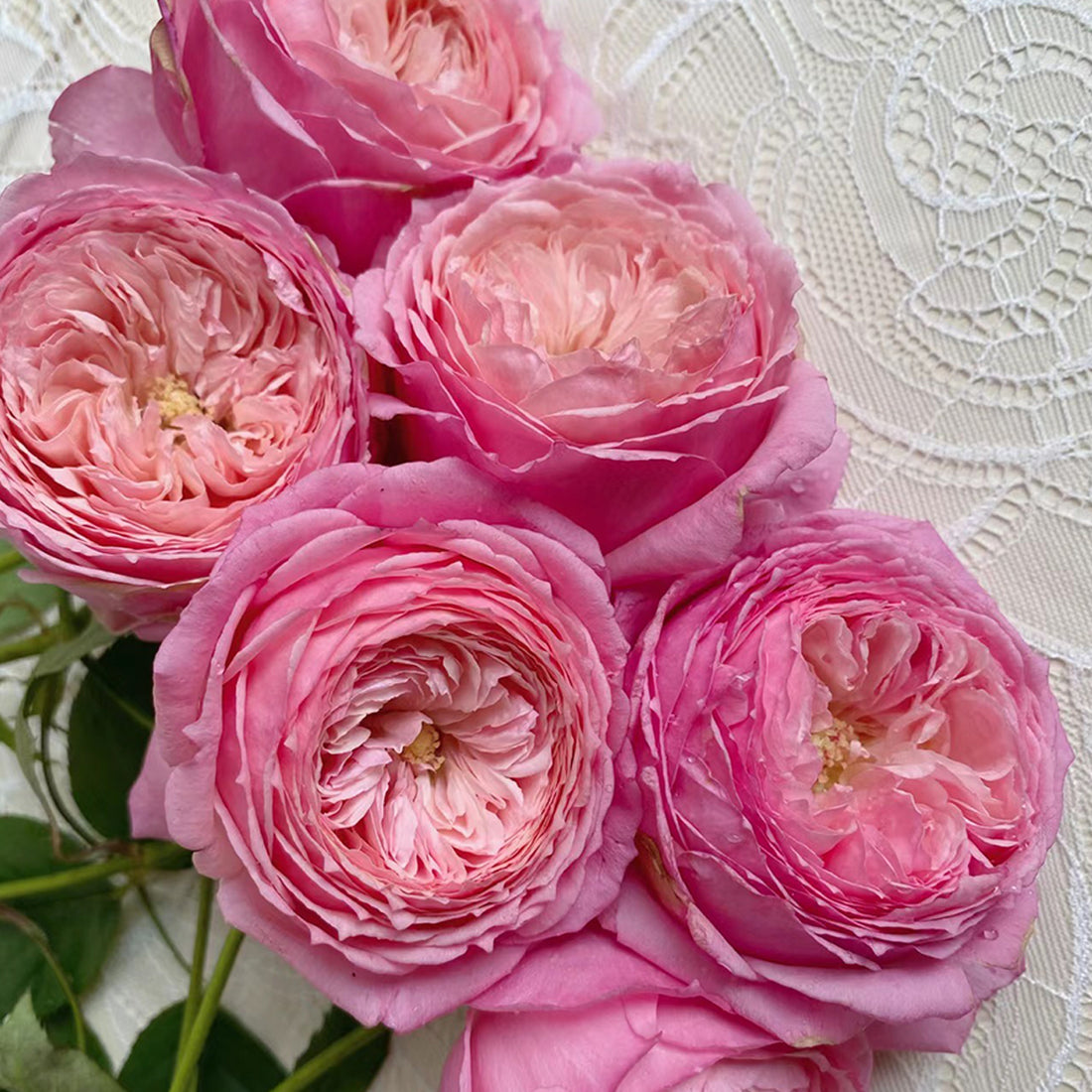 Lady Heirloom Florist Shrub Rose