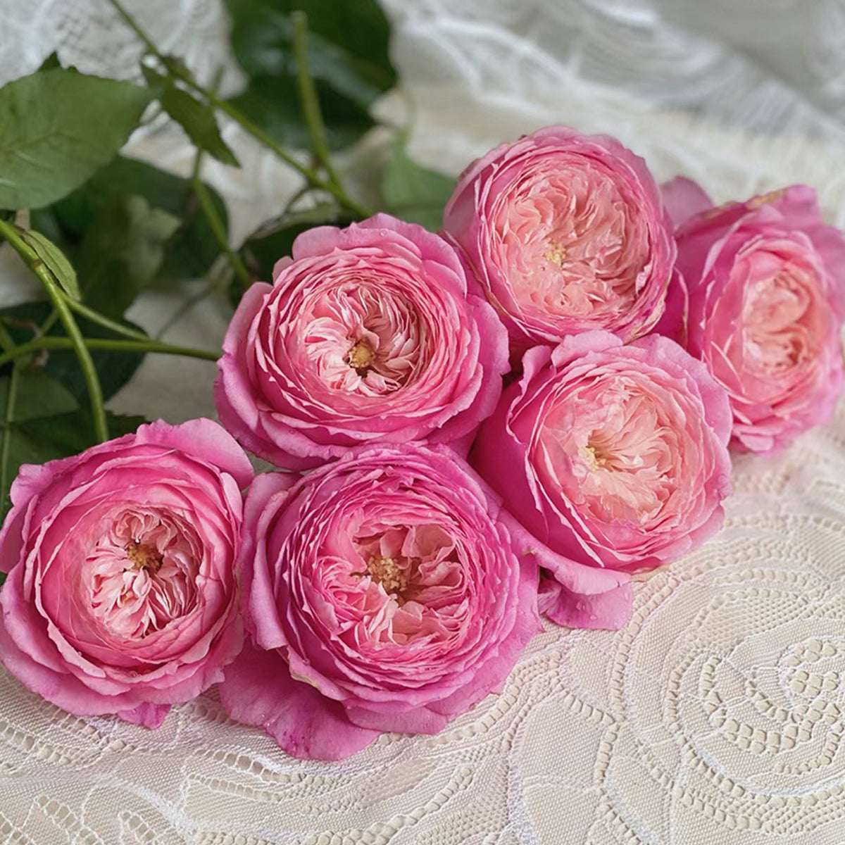 Lady Heirloom Florist Shrub Rose