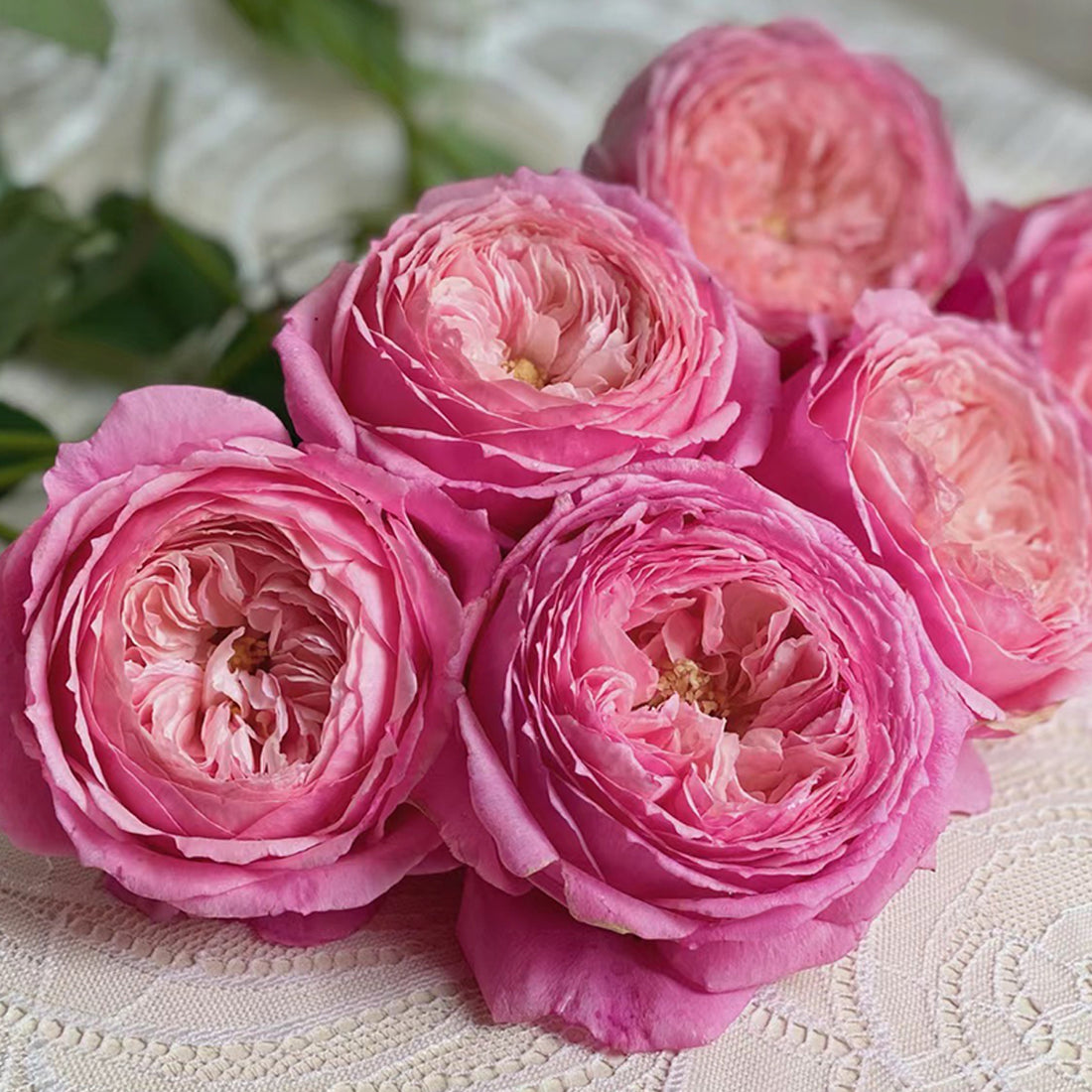 Lady Heirloom Florist Shrub Rose