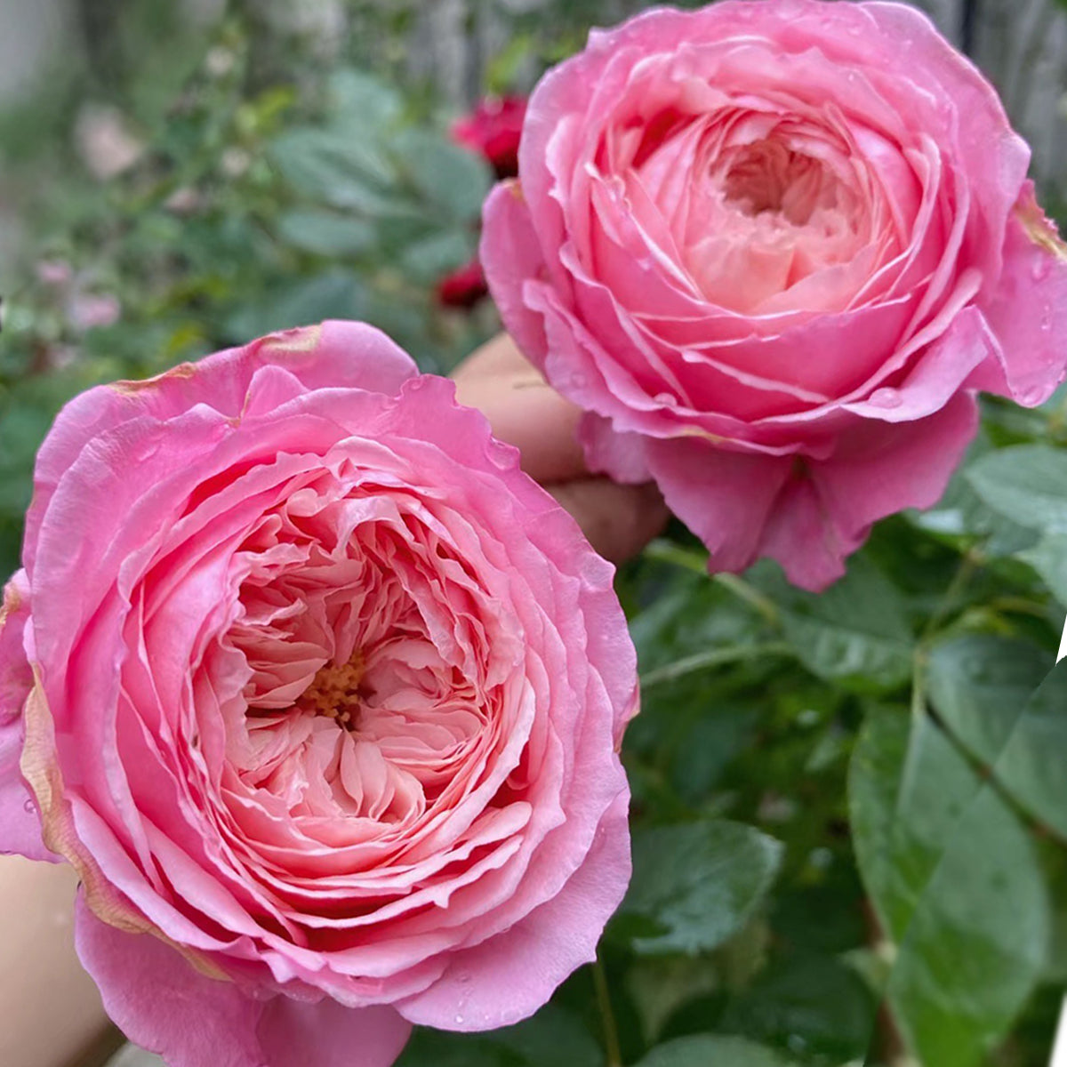 Lady Heirloom Florist Shrub Rose