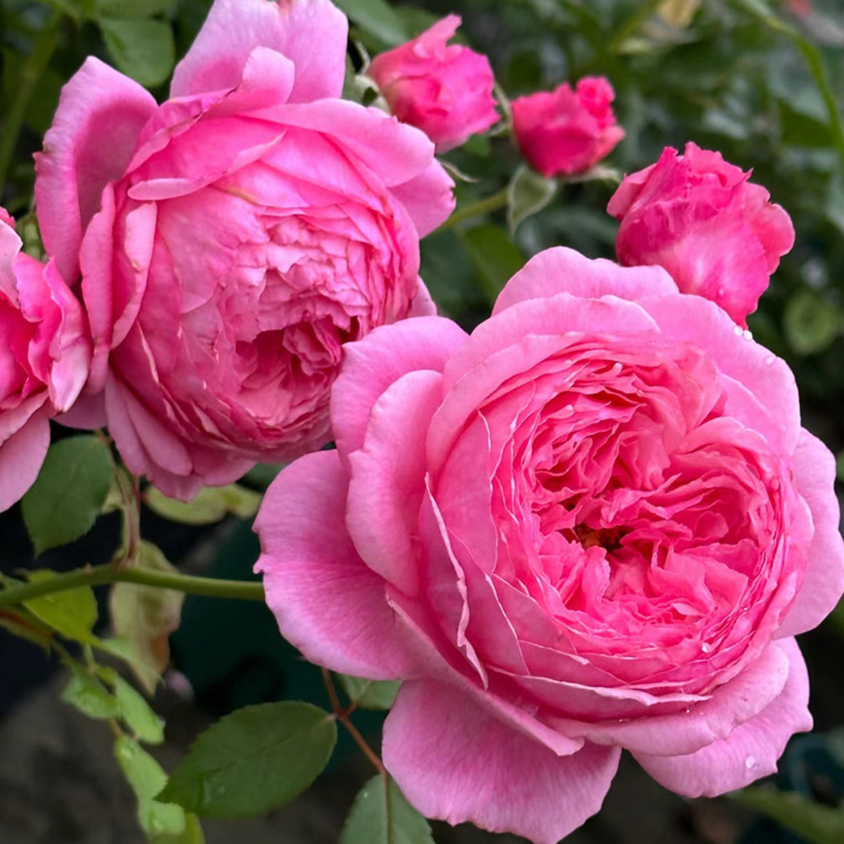 Lady Heirloom Florist Shrub Rose