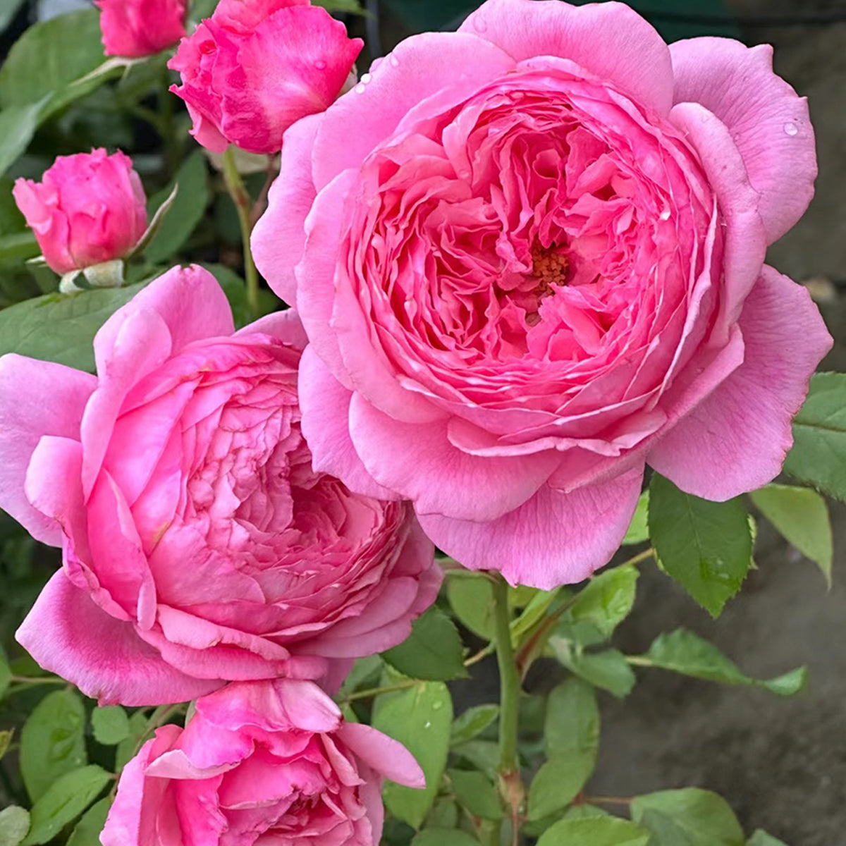 Lady Heirloom Florist Shrub Rose